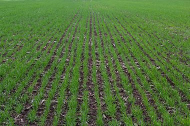 Sıra sıra yeşil filizler, tarım kavramı, buğday ya da çavdar tarlası ekimi.