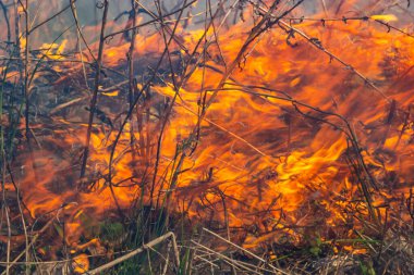 Kuru otları yakıyorum. Diller kırmızı alev ve yanan kuru sarı çimenler duman içinde.