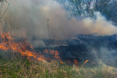 Kuru otları yakıyorum. Diller kırmızı alev ve yanan kuru sarı çimenler duman içinde.