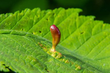 Limon ağaçlarının yapraklarında asalak bitkiler. Linden ağacının yapraklarında borular büyür..