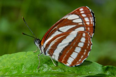 Nymphalidae familyasından bir günlük kelebek, Neptis sappho. Kelebek çok güvenir, kimseden korkmaz, elleri ve yüzü üzerine oturur..