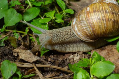 Helix pomatia ayrıca Romalı salyangoz, Burgundy salyangozu, yenilebilir salyangoz veya salyangoz, Helicidae familyasından bir karasal pulmonat yumuşakçasıdır..