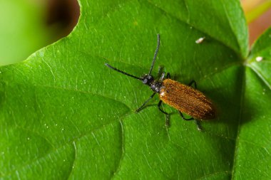 Lagria hirta böceği. Tenebrionidae familyasından tüylü bir böcek, Asteraceae ve Apiaceae bitkileriyle beslendiği söylenir..