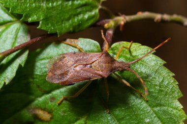 Kabak böceği Coreus Marginatus. Dock böceği Coreus marginatus yeşil bir çimen yaprağında.