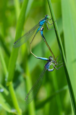 İki yusufçuk olan Zygoptera, Odonata, yusufçuk böcekleri, Anisoptera ve kızböcekleri olan Zygoptera 'yı kapsayan etobur böceklerden oluşur..