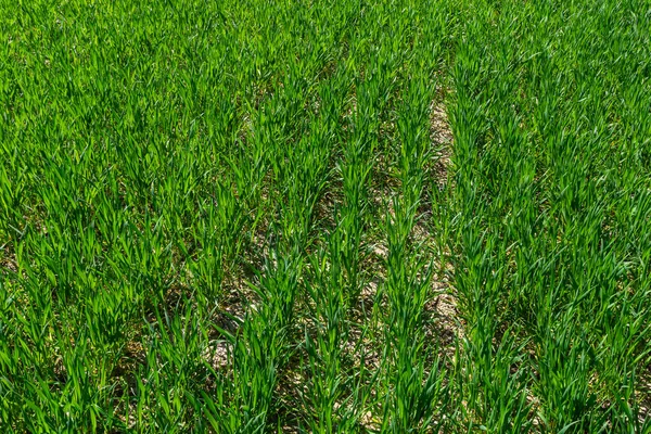 Mladé Pšeničné Sazenice Rostoucí Půdě Zemědělství Agronomie Ekologické Potraviny Produkují — Stock fotografie