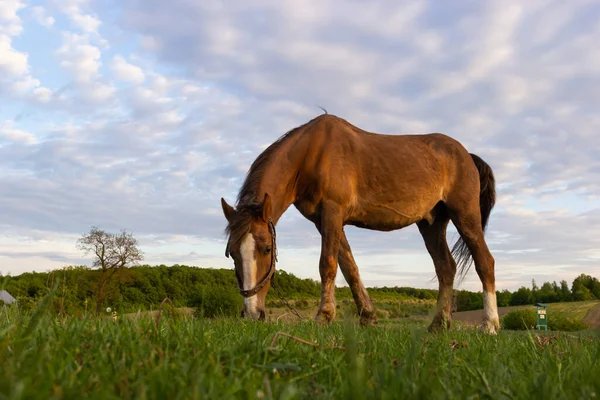 Thin Chestnut Horse Eating Grass While Grazing Farm Grassland Pasture — Stock Photo, Image