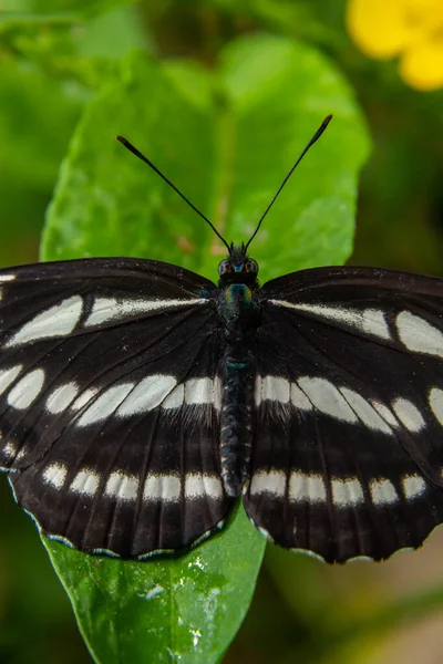 パラス セイラーまたは一般的なグライダー蝶 ネプティス サフォー その領土を守る — ストック写真