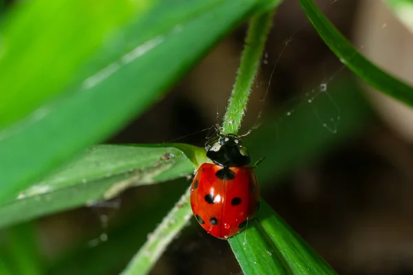 Ladybug Seven Spots Coccinella Septempunctata Coleoptera Coccinellidae Green Leaf Forest — Stock Photo, Image