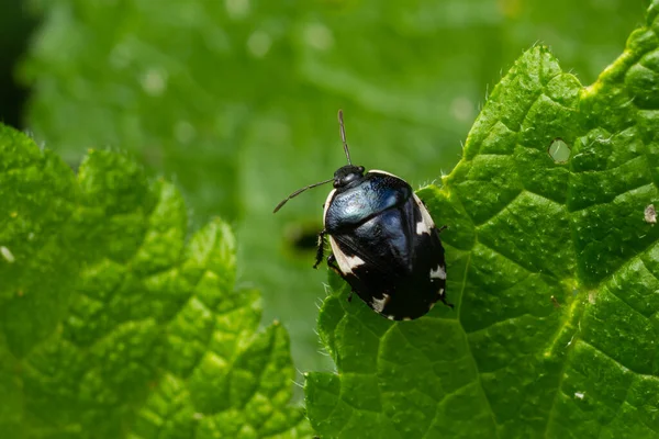 Primer Plano Ramburs Negro Pied Shieldbug Tritomegas Sexmaculatus — Foto de Stock