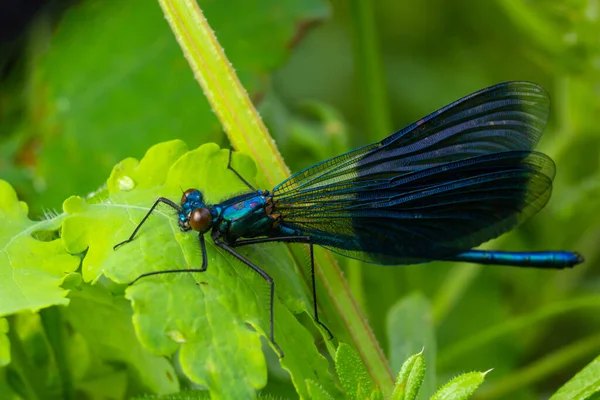 Demoiselle Lixada Calopteryx Splendens Sentada Numa Folha Relva Linda Demoiselle — Fotografia de Stock