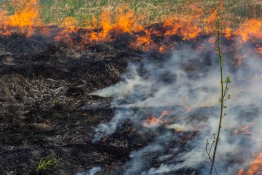 Kuru otları yakıyorum. Diller kırmızı alev ve yanan kuru sarı çimenler duman içinde.