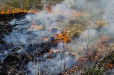 Kuru otları yakıyorum. Diller kırmızı alev ve yanan kuru sarı çimenler duman içinde.