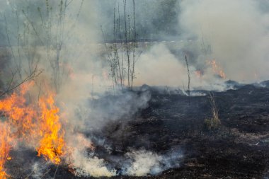 Bahçede eski kuru otları yakmak. Tarlada yanan kuru otlar. Orman yangını. Sakal tarlası çiftçiler tarafından yakılıyor. Sahada yangın.