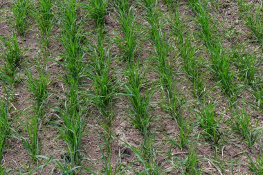 Toprakta yetişen küçük buğday fideleri. Tarım ve tarım teması. Organik gıda sahada üretiliyor. Doğal arkaplan.