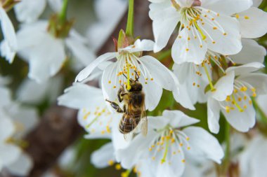 Bal arısı beyaz kiraz çiçeklerinde bal toplar..