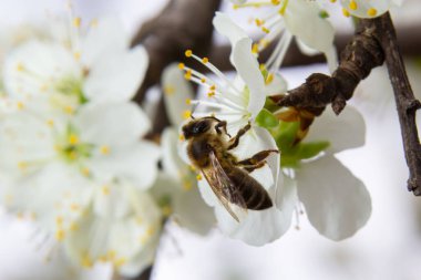Bal arısı sinekleri, erik bahçesindeki erik çiçeklerini beslemek ve tozlaştırmak..