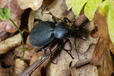 Carabus coriaceus, Avrupa 'da yaygın olarak bulunan bir böcek türüdür ve burada yaprak döken ormanlarda ve karışık ormanlarda yaşar. Kapat..