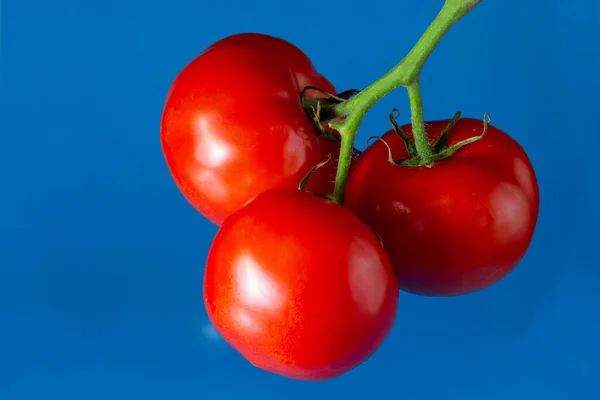 Frische Tomaten Tomate Isoliert Auf Blauem Hintergrund — Stockfoto