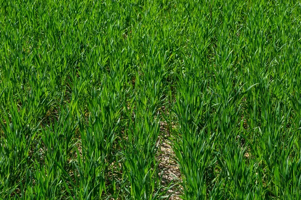 Mladé Pšeničné Sazenice Rostoucí Půdě Zemědělství Agronomie Ekologické Potraviny Produkují — Stock fotografie