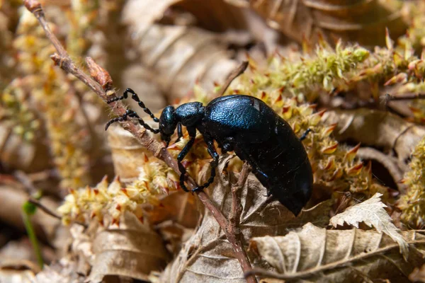 The violet oil beetle Meloe violaceus, is a species of oil beetle belonging to the family Meloidae. These beetles are present in most of Europe, in East Palearctic ecozone, in the Near East.