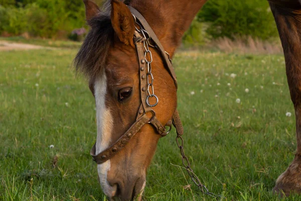 Close Zijaanzicht Van Mooie Bruine Paard Eten Gras Hooi Weide — Stockfoto