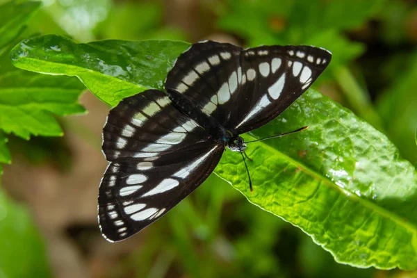 Motyl Dzienny Rodziny Nimfomanów Neptis Sappho Motyl Jest Bardzo Ufny — Zdjęcie stockowe