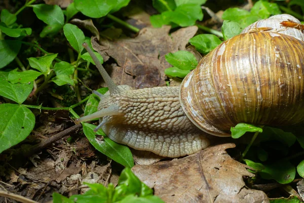 Helix Pomatia Uma Espécie Gastrópode Família Helicidae Pertencente Família Helicidae — Fotografia de Stock