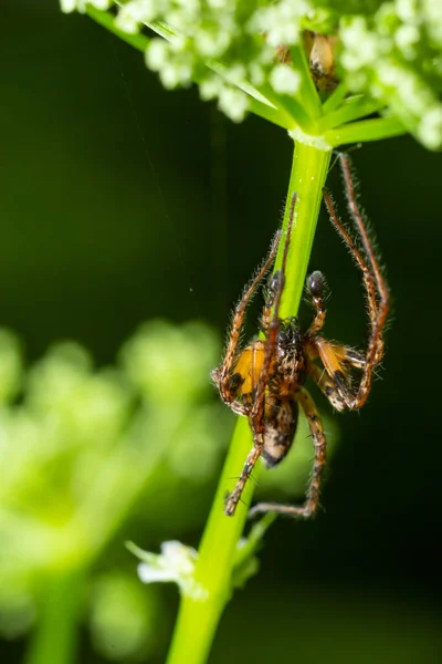 关闭宏观拍摄的棕色森林蜘蛛在花茎上 夏日晴天 — 图库照片