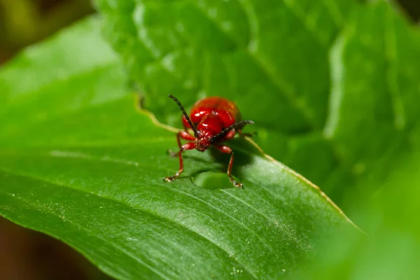 Besouro Lírio Escarlate Besouro Lírio Vermelho Besouro Folha Lírio Lilioceris — Fotografia de Stock