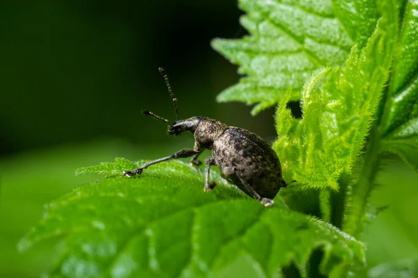Kara asma buğday biti, Otiorhynchus sulcatus, Curculionidae familyası, vahşi bir yaprak üzerinde..