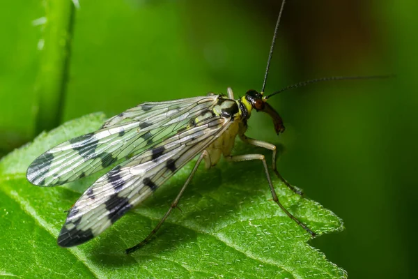 Panorpa communis is the common scorpionfly a species of scorpionfly. Its are useful insects that eat plant pests.