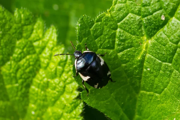 Primer Plano Ramburs Negro Pied Shieldbug Tritomegas Sexmaculatus —  Fotos de Stock