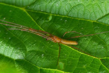 Tetragnatha Montana bir yaz gününde termurik yapraklı..