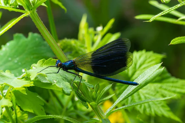 被捆绑的少女 Calopteryx华丽的 坐在一片草叶上 美丽的蓝色姑娘在它的栖息地 有柔软绿色背景的昆虫肖像 大自然的野生动物场景 — 图库照片