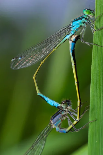 Dwie Ważki Zygoptera Mate Odonata Gatunek Owadów Mięsożernych Obejmujący Ważki — Zdjęcie stockowe