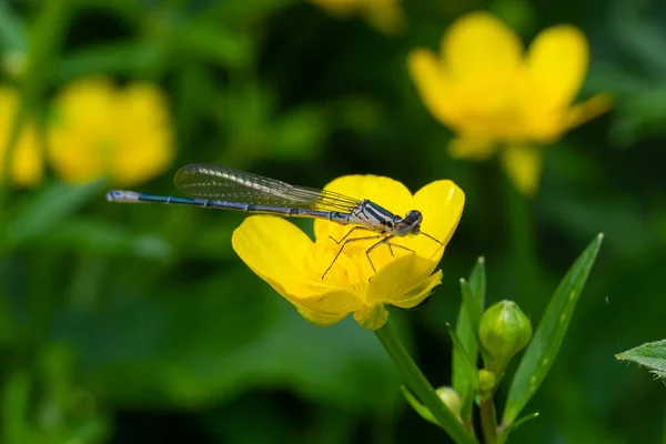 Yusufçuk Olan Zygoptera Odonata Yusufçuk Böcekleri Anisoptera Kızböcekleri Olan Zygoptera — Stok fotoğraf