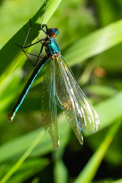 被捆绑的少女 Calopteryx华丽的 坐在一片草叶上 美丽的蓝色姑娘在它的栖息地 有柔软绿色背景的昆虫肖像 大自然的野生动物场景 — 图库照片
