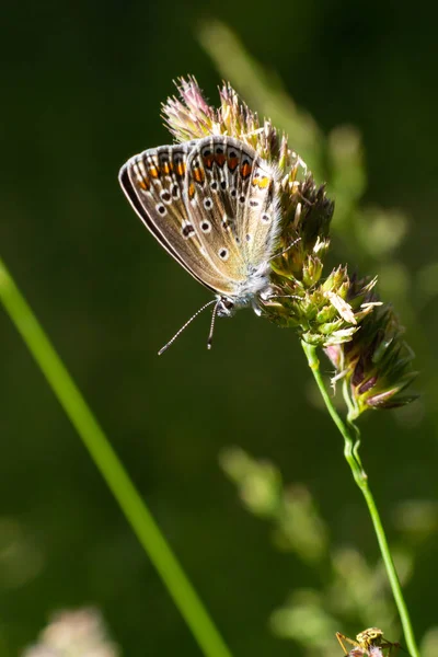Kuru Bir Çim Üzerinde Oturur Kelebek Polyommatus Icarus Yakın Çekim — Stok fotoğraf