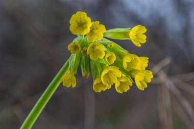 Primula veris, inek donu, inek donu, çuha çiçeği, syn. Primula officinalis Hill, Primulaceae familyasından bir bitki bitkisidir..