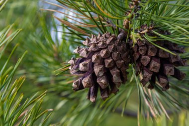 çam kozalakları dallar ile ormandaki ağaç iğne falan batmazdı.