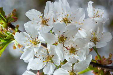 Mavi gökyüzünün altındaki ağaçta beyaz kiraz çiçeklerinin güzel dallarının seçici odak noktası, bahar mevsiminde güzel Sakura çiçekleri, çiçek deseni, doğa arka planı..