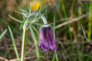 Pulsatilla patens. Çayırdaki Pulsatilla Paskalya Çiçeği. Pulsatilla pratensis çiçek açıyor. Yumuşak mor bahar çiçeği rüya otları. Isınma mevsiminde çuha çiçeği ve eriyen karlar.