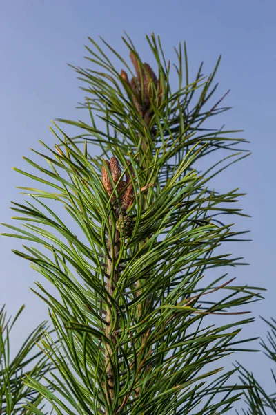 Long Buds Pine Branch Buds Appear Pine Tree Spring — Stock Photo, Image