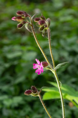 Kızıl Campion, Silene Dioica, İngiltere 'nin kuzeydoğusundaki Wansbeck, Northumberland nehrinin kıyısında vahşi bir şekilde büyüyor. Tamamen açılmış bir çiçek, açılmamış tomurcukların ve bulanık arkaplanın yanında gösterilir.