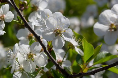 Bahar bahçesinde çiçek açan kiraz ağacı. Ağaçtaki beyaz çiçekleri kapat. Bahar arkaplanı.