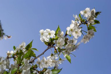 Bahar bahçesinde çiçek açan kiraz ağacı. Ağaçtaki beyaz çiçekleri kapat. Bahar arkaplanı.
