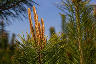 Çam dalında uzun tomurcuklar var. Tomurcuklar baharda çam ağacında belirir.