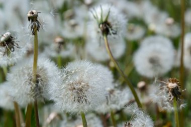 Karahindiba tarlası. Bir sürü karahindiba. Karahindiba ormanının sulu yeşil yaz hafifliği. Makro karahindibalar. Karahindibaları kapatın. Yaz karahindibaları.
