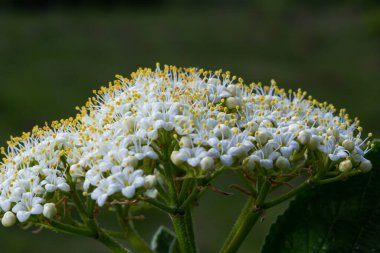 İlkbaharda Viburnum 'un vahşi çiçeklerinde, Viburnum lantana.